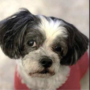 Meet your Posher, Sushi